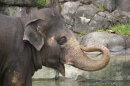 Elefante no Zoológico de Auckland
