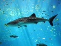 Tubarão Baleia no Georgia Aquarium