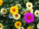 Portulaca, ou Moss Rose
