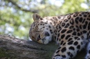 Leopardo Dormindo
