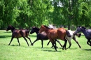 Cavalos Livres