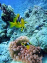 Anêmona e Peixe-palhaço, Middle Garden Reef