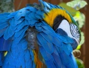 Arara em Gatorland, Orlando