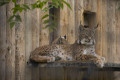 Lince Descansando