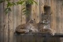 Lince Descansando
