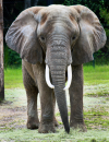 Elefante Africano