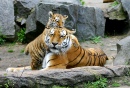 Tigres no Zoológico Tierpark em Berlim