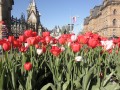 Festival de Tulipas em Ottawa