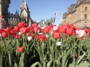Festival de Tulipas em Ottawa