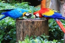 Papagaios em Cingapura