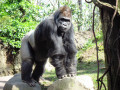 Gorila no Zoológico do Bronx