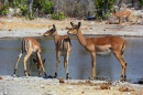 Impala-de-Cara-Preta na Namíbia