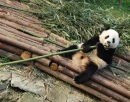Panda em Chengdu, China