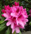 Flor de Rododendro