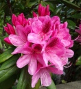 Flor de Rododendro