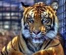 Tigre no Zoológico de Topeka