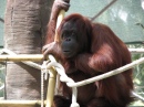 Orangotango no Zoológico de Phoenix