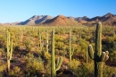 Parque Nacional de Saguaro, Arizona