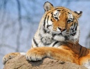 Tigre no Zoológico de Dartmoor
