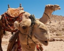 Camelo em Petra, a Cidade Escondida