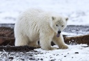 Filhote de Urso Polar, Arctic National Wildlife Refuge