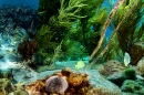 Vida Subaquática de Klein Bonaire Islet