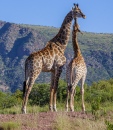 A Bebê Girafa e sua Mãe