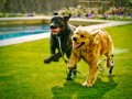 Labrador Preto e Golden Retriever
