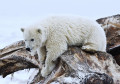 Filhote de Urso Polar, Arctic National Wildlife Refuge
