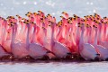 Ritual de Acasalamento: Flamingo-de-James