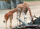 Senhorita Girafa & Junior