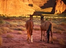 Cavalos Dentro do Navajo Tribal Park, Monument Valley
