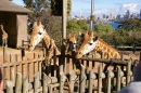 Girafas no Zoológico de Taronga, Austrália
