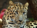 Leopardo-de-Amur