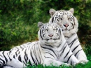 Tigres Brancos