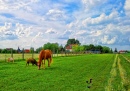 Cavalos no Campo