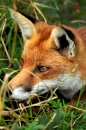 Raposa Vermelha, Centro de Vida Selvagem Inglês