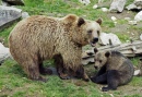 Urso-pardo no Zoológico em Ähtäri, Finlândia