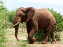 Elefante Africano Caminhando