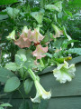 Brugmansia Florindo