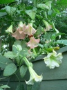 Brugmansia Florindo