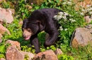 Urso-Malaio em sua Caminhada, Zoológico de Burgers