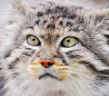 Gato da Palla (Manul)