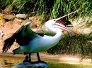 Pelicano no Zoológico de Adelaide
