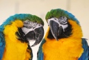 Dois Papagaios Amigos no Zoológico da Suíça