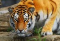 Tigre Altaico