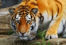 Tigre Altaico
