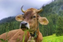 Vaca Original Suíça