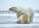 Urso Polar com Filhote