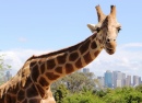 Girafa, Zoológico de Taronga, Sydney